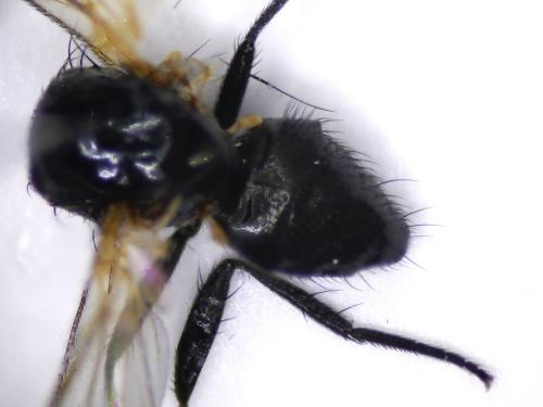 Fannia sp.